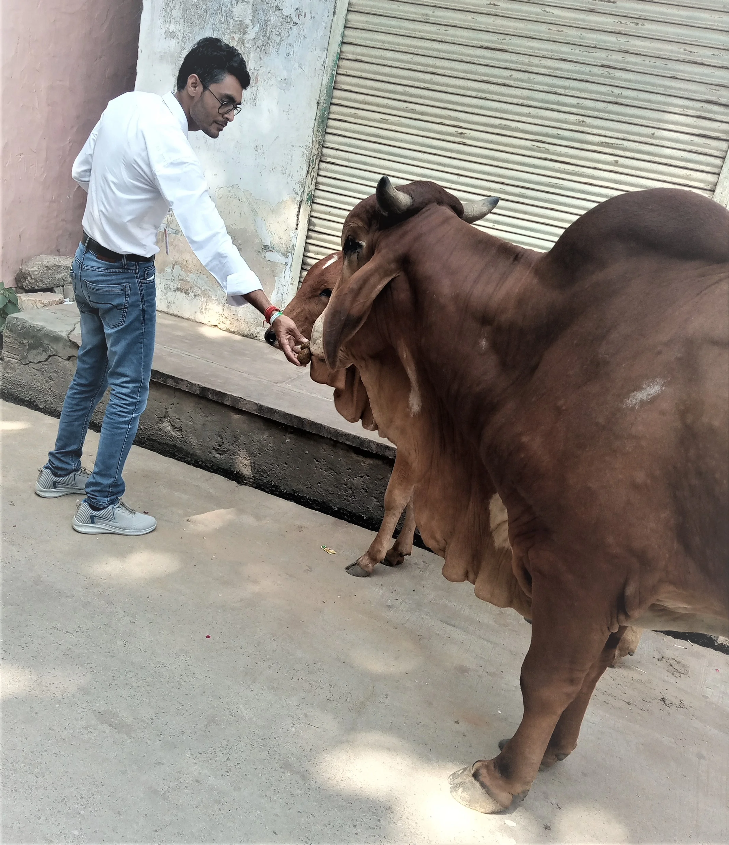 à¤—à¥Œ à¤¸à¥‡à¤µà¤¾ à¤…à¤­à¤¿à¤¯à¤¾à¤¨ -à¤²à¤‚à¤ªà¥€ à¤¬à¥€à¤®à¤¾à¤°à¥€ à¤•à¥‡ à¤–à¤¿à¤²à¤¾à¤«